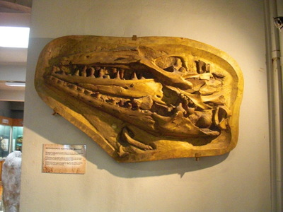 saur